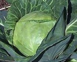 100 Late Flat Dutch Cabbage Seeds Heirloom Non Gmo Fresh Fast Shipping - $8.99