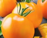 Golden Jubilee Tomato Seeds Non Gmo 50 Seeds Heirloom Fast Shipping Fast... - $8.99