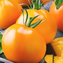 Golden Jubilee Tomato Seeds Non Gmo 50 Seeds Heirloom Fast Shipping Fast Shippin - £7.18 GBP
