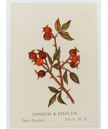 Circa 1900 Church &amp; Phelan Dry Goods Troy NY trade card rosehips drawing - $19.99