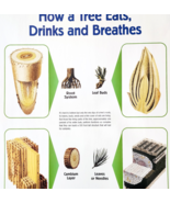 2002 International Paper Poster Life Of A Forest Trees Recycling Vintage... - $20.89 CAD