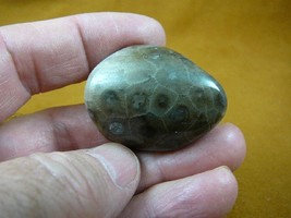 (F830-131) 1-3/4&quot; polished Petoskey stone fossil coral specimen MI state rock - £17.26 GBP