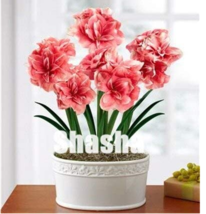 USA SELLER 100Pcs Rose Red Pink Bi Color Amaryllis Seeds Fast Shipping - $16.18