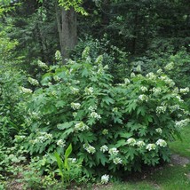 US Seller Hydrangea Quercifolia Peewee Oakleaf Hydrangea Starter Plant Approx 4- - £24.86 GBP