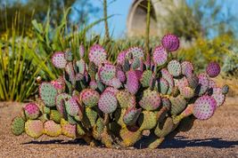50 Purple Prickly Pear Cactus Seeds to Grow - £13.54 GBP