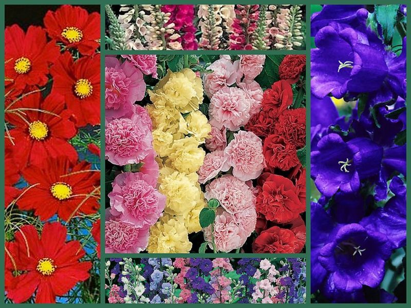 Old Timey Special Tall Varieties 5 Full Size Packs Flower Seeds New Fres... - $21.50