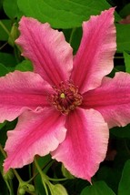 10 Bright Pink Clematis Seeds Bloom Flowers Perennial Seed Flower  - £8.24 GBP