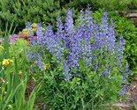 50 Seeds Blue Wild False Indigo Seeds Native Wildflower Perennial Nitrog... - £7.29 GBP