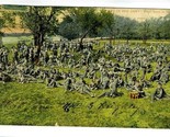 Life in Our Army Royal Scots at Rest Postcard 1906 - $11.88