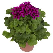 Regalia purple pelargonium grandiflorum hendriks young plants 600x600 thumb200