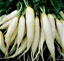 BPA White Icicle Radish Seeds 200 Seeds Non-Gmo  From US - £6.31 GBP