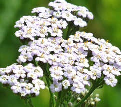 US Seller White Yarrow Seeds 1000+ Perennial Herb Flower Garden Achillea Millefo - £6.56 GBP