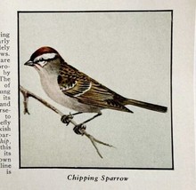 Chipping Sparrow Bird Print 1931 Blue Book Birds Of America Animals Art ... - $19.99