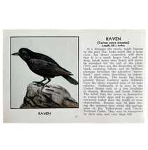 Raven Bird Print 1931 Blue Book Birds Of America Antique Art PCBG13B - £19.54 GBP