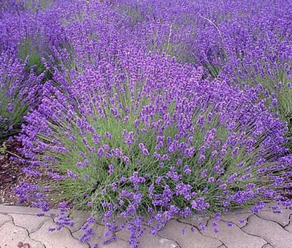 BStore 200 Lavender Seeds Vera English Non-Gmo Variety Sizes Seeds Starter Kits Item image 2
