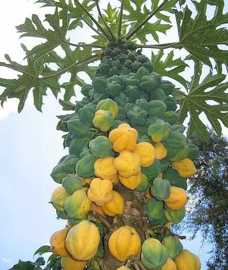 Carica Pubescens Cundinamarca Mountain Papaya 10 Seeds - £12.24 GBP