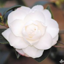 CHISATO-NO-AKI** Camellia Japonica-Live Well Rooted Starter Plant--Pure White &quot;M - $23.99