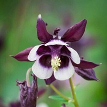 40 Columbine William Guinness Seeds Beautiful Garden Usa Fast Shipping - £7.20 GBP