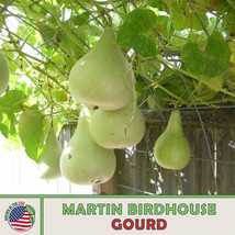 Rafhstore 10 Martin Birdhouse Gourd Seeds Heirloom Nongmo Genuine Us Seeds - £6.27 GBP