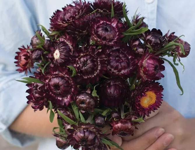 100 Seeds Strawflower Purple Red - £7.82 GBP