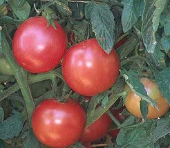 50 Seeds Eva Purple Ball Tomato Vegetable Fresh Seeds - $6.80