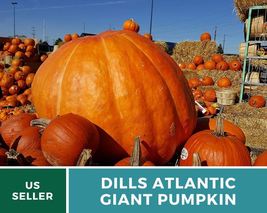 5Pcs Pumpkin Dill&#39;s Atlantic Giant Seed Cucurbita maxima Vegetable Enormous Size - £12.67 GBP