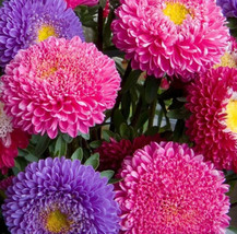 Aster Flower Seeds 600+ Powder Puff China Mix Colorful Annual Cut Flower... - $168.75 MXN