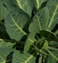 Georgia Southern Collard Greens Seeds - Cold-Hardy and  Flavorful 165 Seeds - $93.05 MXN