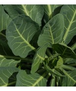 Georgia Southern Collard Greens Seeds - Cold-Hardy and  Flavorful 165 Seeds - €4,26 EUR