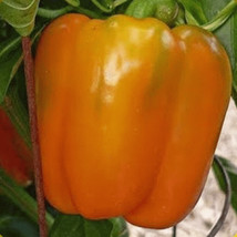 10 Orange Sun Sweet Pepper Seeds Sweet Tasty New Fresh Seeds USA - £12.31 GBP