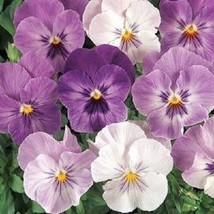 New! 35+ Pansy Panola Lilac Shades Flower Seeds Long Lasting Annual Shade - £7.68 GBP