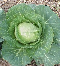 Cabbage seeds - code 134 - £3.90 GBP