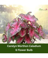 6 Carolyn Whorton Caladium Bulbs – Pink &amp; Green Foliage Plant - $55.52 CAD