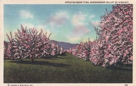 Apple Blossom Time Shenandoah Valley Virginia VA 1947 Staunton Postcard C08 - £2.39 GBP
