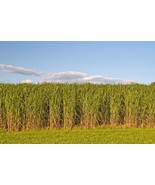 Fresh Switchgrass Seeds And Hardy Prairie Grass Bio Fuel - $73.92
