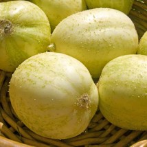 AD Crystal Apple Cucumber Seeds 20 Vegetable Heirloom Non Gmo Home Garden - $13.26