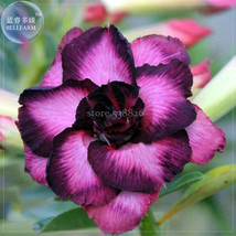 Zi Shengnv Adenium Desert Rose 2 Seeds Pack Purple Petals With Black Edge Garden - £15.46 GBP