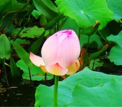 1 seeds Heirloom Fragrant Ball Pink Nelumbo Nucifera Lotus Flower Seeds - £7.35 GBP