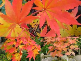 Variety Size Tree Seeds Korean Maple Acer pseudosieboldianum Showy Fall - £13.50 GBP+