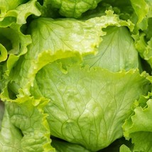 Crisphead Iceberg Lettuce Seeds Salad Crunchy Green Leaf Spinach Romaine Vegetab - $7.90