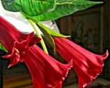 10 Double Beautiful Red Angel Trumpet Seeds Flowers Seed Flower 20/Ts - £5.27 GBP