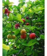 Barbados cherry Malpighia glabra 10 Seeds ThailandMrk - $5.00