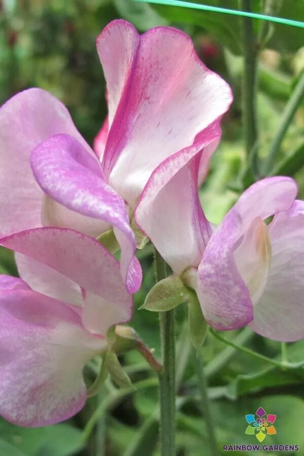 50 Solway Charm SemiDwarf Sweet Pea Seeds Fast US Shipping - £8.69 GBP