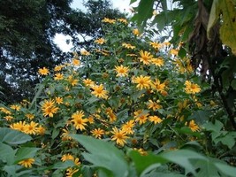 6 Live Clippings Mexican Sunflower  - Skinned Hardened - Tithonia Divers... - £19.87 GBP