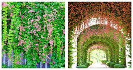 Pink Coral Vine Flower Seeds Mexican Creeper Vining, Creeping 10 Seeds - £19.65 GBP