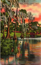 Moss Covered Cypress Trees  Swan Cypress Gardens Florida  Vintage Postcard  (D7) - £5.40 GBP