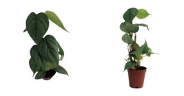 2&quot; Pot Sodiroi Philodendron - Easy to Grow House Plant - Houseplant - $76.99