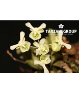 ZYGOSTATES DASYRHIZA MINIATURE ORCHID MOUNTED - $49.00