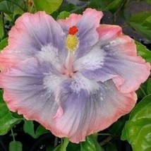 20 Blue Pink Hibiscus Seeds Flowers Flower Seed - $10.00