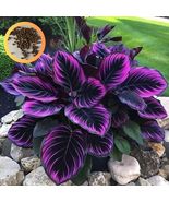 Calathea Seeds/Purple Tip/Calathea Couture Flower/Indoor/Outdoor Beautif... - $19.43